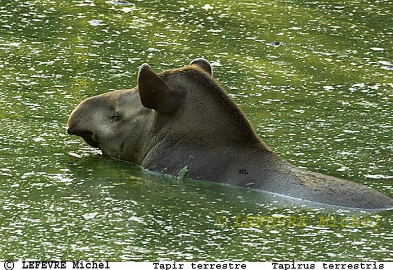 43 Tapir terrestre.jpg - Tapir terrestre - Tapirus terrestris - Pantanal - Brésil